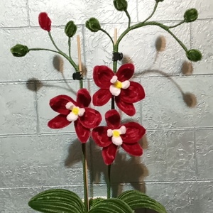 MeryPetals
